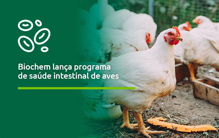 Uma microbiota intestinal equilibrada e eficiente é crucial para uma produção animal rentável.