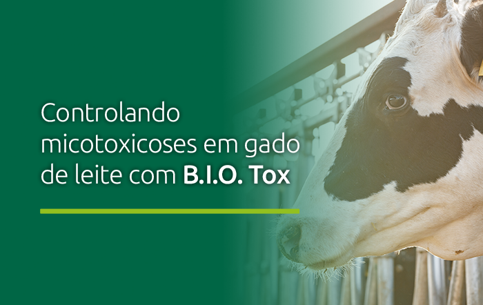 Controlando micotoxicoses em gado de leite com B.I.O. Tox