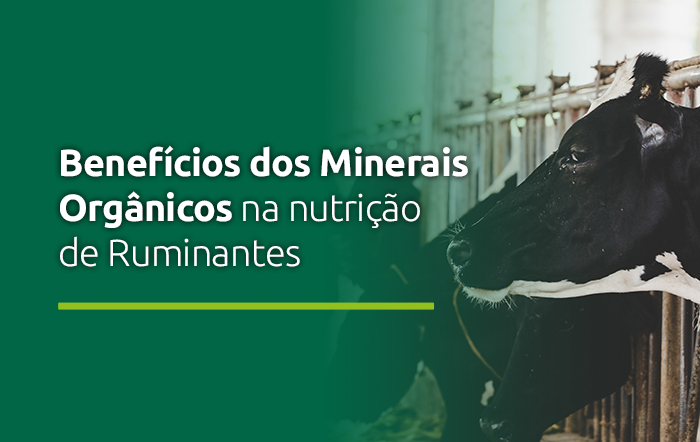 Benefícios dos Minerais Orgânicos na nutrição de Ruminantes