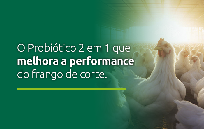 O Probiótico 2 em 1 que melhora a performance do frango de corte.