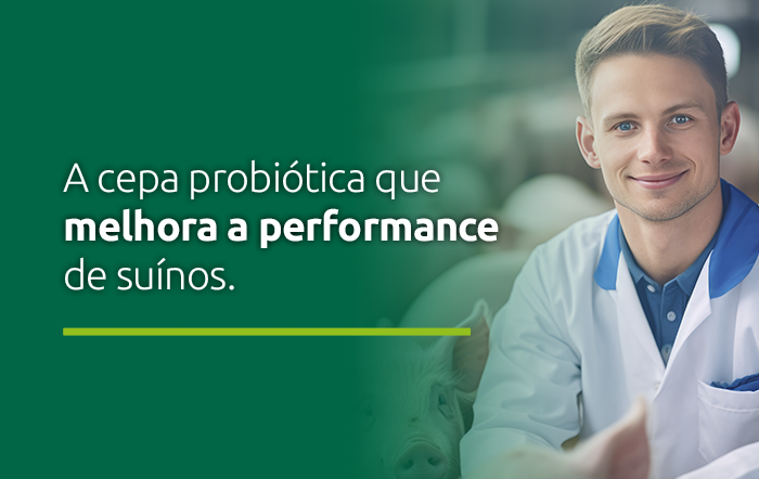 A cepa probiótica que melhora a performance de suínos.